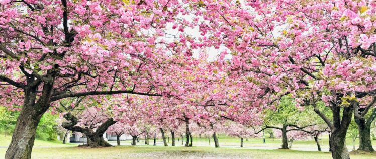 Seasons of Life and Aging-in-Place Design