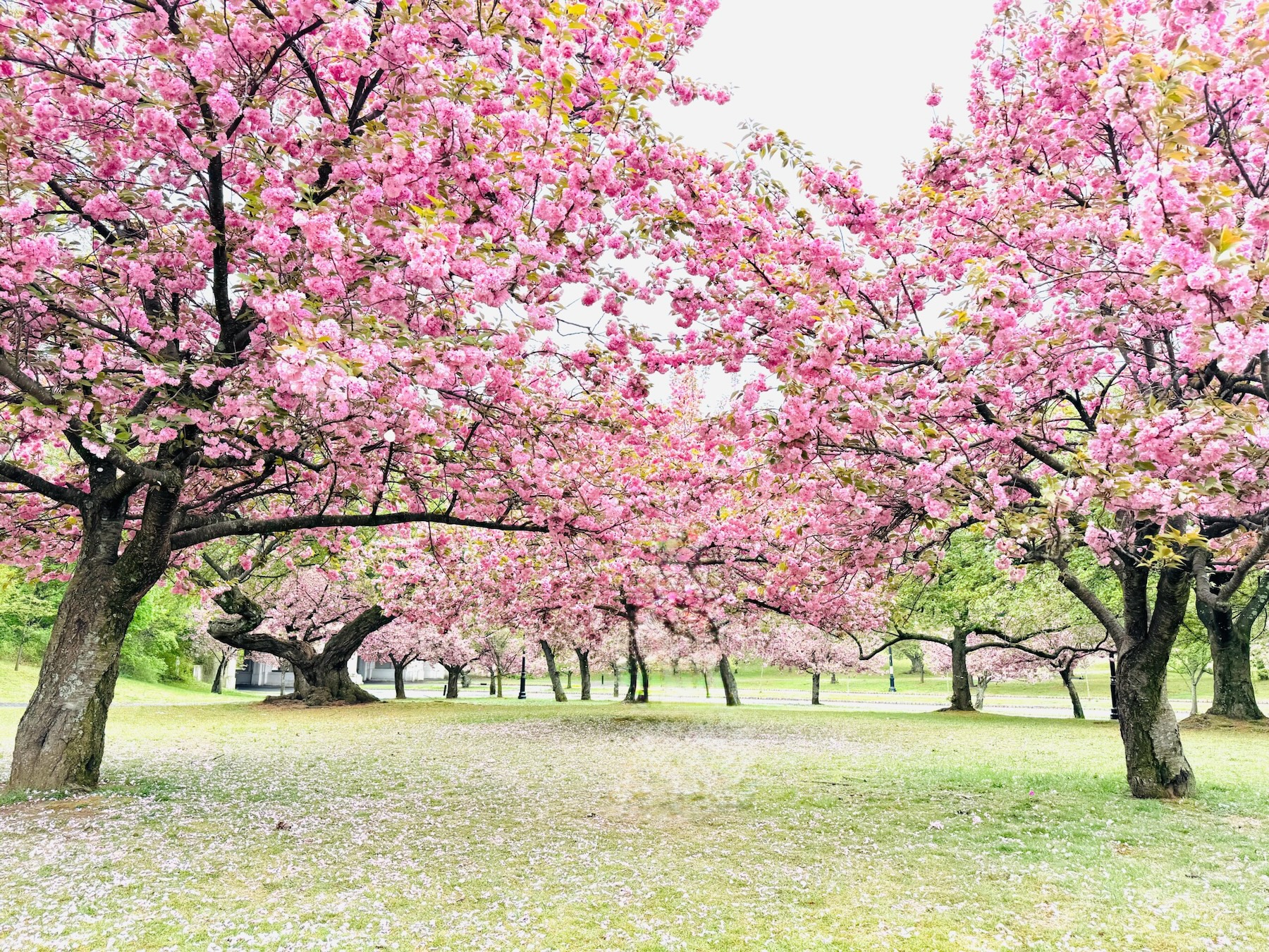 Seasons of Life and Aging-in-Place Design