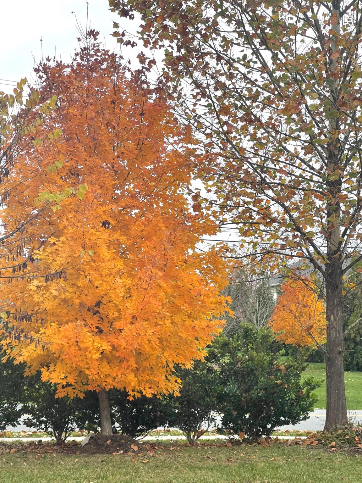 Fall Leaves Raja Interiors